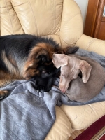 vom Trojangold, hodowla Owczarków Niemieckich Długowłosych