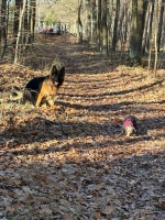 vom Trojangold, hodowla Owczarków Niemieckich Długowłosych