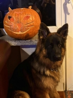 vom Trojangold, hodowla Owczarków Niemieckich Długowłosych