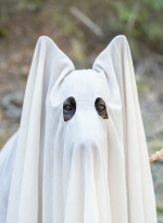 vom Trojangold, hodowla Owczarków Niemieckich Długowłosych