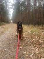 vom Trojangold, hodowla Owczarków Niemieckich Długowłosych