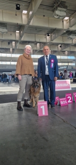 vom Trojangold, hodowla Owczarków Niemieckich Długowłosych