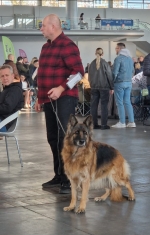 vom Trojangold, hodowla Owczarków Niemieckich Długowłosych