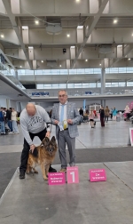 vom Trojangold, hodowla Owczarków Niemieckich Długowłosych