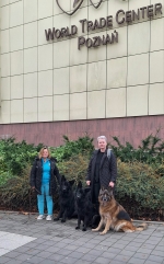 vom Trojangold, hodowla Owczarków Niemieckich Długowłosych