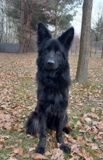 vom Trojangold, hodowla Owczarków Niemieckich Długowłosych