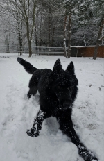 vom Trojangold, hodowla Owczarków Niemieckich Długowłosych