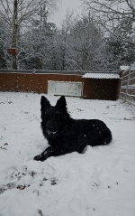 vom Trojangold, hodowla Owczarków Niemieckich Długowłosych