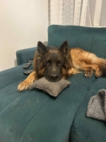 vom Trojangold, hodowla Owczarków Niemieckich Długowłosych