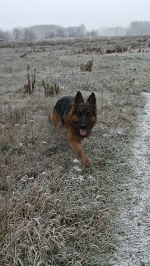 vom Trojangold, hodowla Owczarków Niemieckich Długowłosych