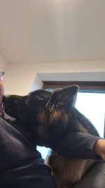 vom Trojangold, hodowla Owczarków Niemieckich Długowłosych