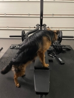 vom Trojangold, hodowla Owczarków Niemieckich Długowłosych