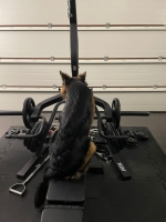 vom Trojangold, hodowla Owczarków Niemieckich Długowłosych