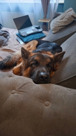 vom Trojangold, hodowla Owczarków Niemieckich Długowłosych