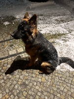 vom Trojangold, hodowla Owczarków Niemieckich Długowłosych