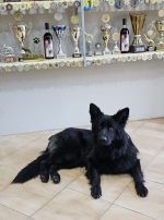 vom Trojangold, hodowla Owczarków Niemieckich Długowłosych