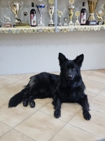 vom Trojangold, hodowla Owczarków Niemieckich Długowłosych