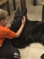 vom Trojangold, hodowla Owczarków Niemieckich Długowłosych