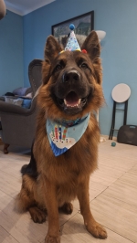 vom Trojangold, hodowla Owczarków Niemieckich Długowłosych