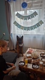 vom Trojangold, hodowla Owczarków Niemieckich Długowłosych