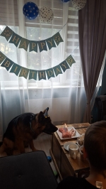 vom Trojangold, hodowla Owczarków Niemieckich Długowłosych