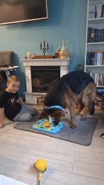 vom Trojangold, hodowla Owczarków Niemieckich Długowłosych