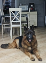 vom Trojangold, hodowla Owczarków Niemieckich Długowłosych