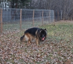 vom Trojangold, hodowla Owczarków Niemieckich Długowłosych