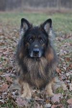 vom Trojangold, hodowla Owczarków Niemieckich Długowłosych