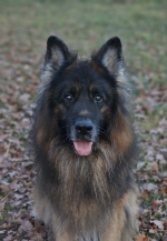 vom Trojangold, hodowla Owczarków Niemieckich Długowłosych