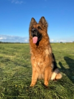 vom Trojangold, hodowla Owczarków Niemieckich Długowłosych