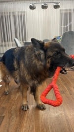 vom Trojangold, hodowla Owczarków Niemieckich Długowłosych