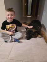 vom Trojangold, hodowla Owczarków Niemieckich Długowłosych