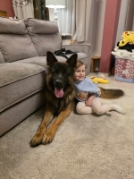 vom Trojangold, hodowla Owczarków Niemieckich Długowłosych