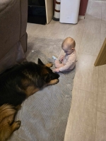 vom Trojangold, hodowla Owczarków Niemieckich Długowłosych