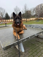 vom Trojangold, hodowla Owczarków Niemieckich Długowłosych