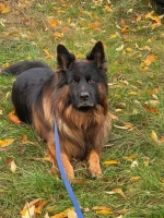 vom Trojangold, hodowla Owczarków Niemieckich Długowłosych