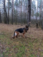 vom Trojangold, hodowla Owczarków Niemieckich Długowłosych