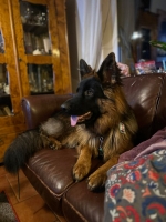 vom Trojangold, hodowla Owczarków Niemieckich Długowłosych