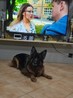 vom Trojangold, hodowla Owczarków Niemieckich Długowłosych