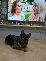 vom Trojangold, hodowla Owczarków Niemieckich Długowłosych