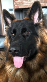 vom Trojangold, hodowla Owczarków Niemieckich Długowłosych