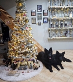 vom Trojangold, hodowla Owczarków Niemieckich Długowłosych