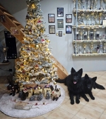 vom Trojangold, hodowla Owczarków Niemieckich Długowłosych