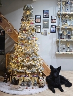 vom Trojangold, hodowla Owczarków Niemieckich Długowłosych