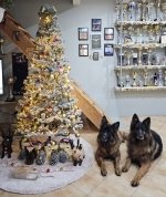 vom Trojangold, hodowla Owczarków Niemieckich Długowłosych