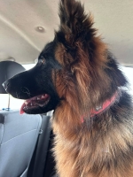 vom Trojangold, hodowla Owczarków Niemieckich Długowłosych