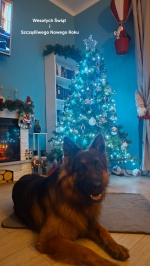 vom Trojangold, hodowla Owczarków Niemieckich Długowłosych