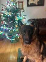 vom Trojangold, hodowla Owczarków Niemieckich Długowłosych