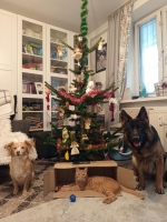 vom Trojangold, hodowla Owczarków Niemieckich Długowłosych